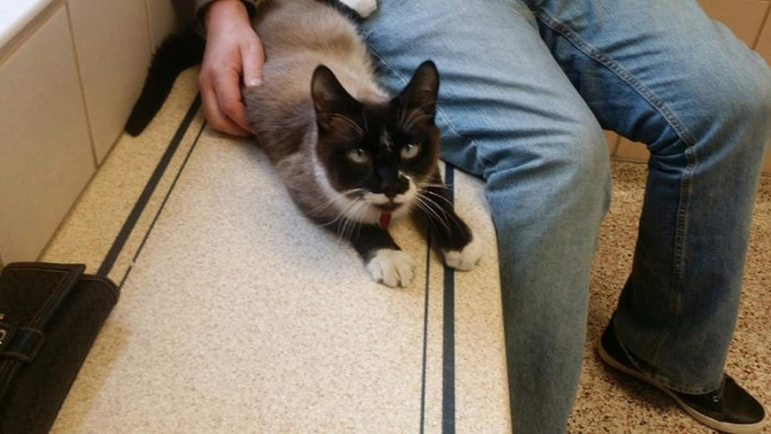 11. "I've decided it'll be you, hooman."