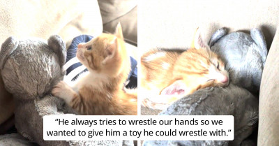 This Little Kitty Is Having A Time Of His Life With His Stuffed Toy Pal