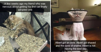 21 Heartwarming Pictures Of Cats That Prove That Felines Are The Most Furtastic Creatures On The Planet