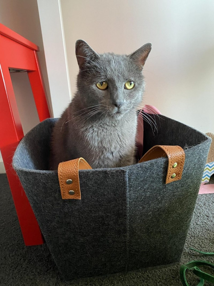 9. Hey hooman, I'm here. What's the problem?