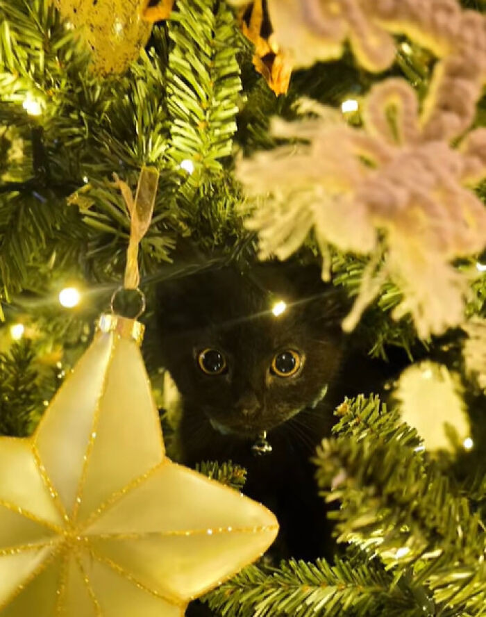 6. Awwwn, so adorable. This kitty has made itself part of the Christmas decoration