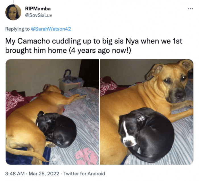 15. More dog cuddles!