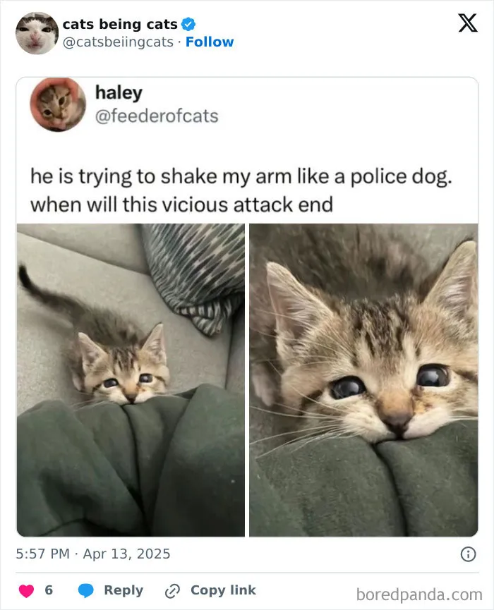 22. Attack ongoing. Negotiations involve treats and baby talk.