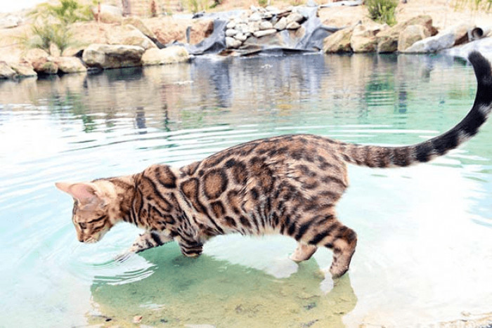 17. Looks like this Bengal cat is hunting for something.
