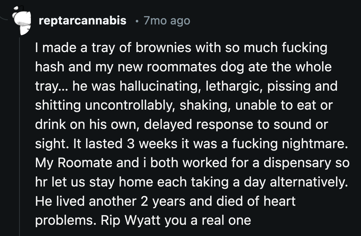 OP's dog joins a league of legendary canines who have seen the answer to life, the universe, and everything.