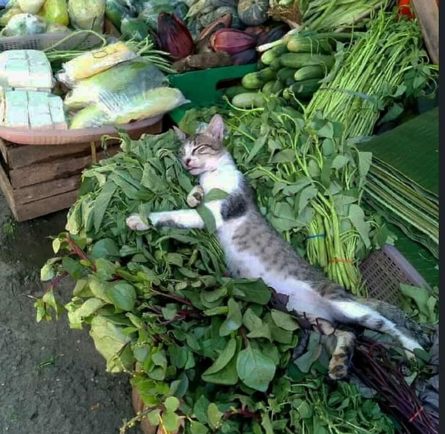 Fresh produce and fresher naps.
