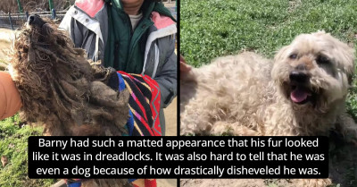 Extremely Disheveled Dog in Dreadlocks Who Hates to Be Touched Just Got a Makeover and It's the Most Amazing Thing You Will See Today