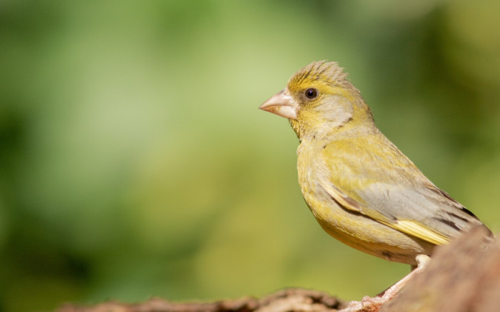 11. Lancashire canary