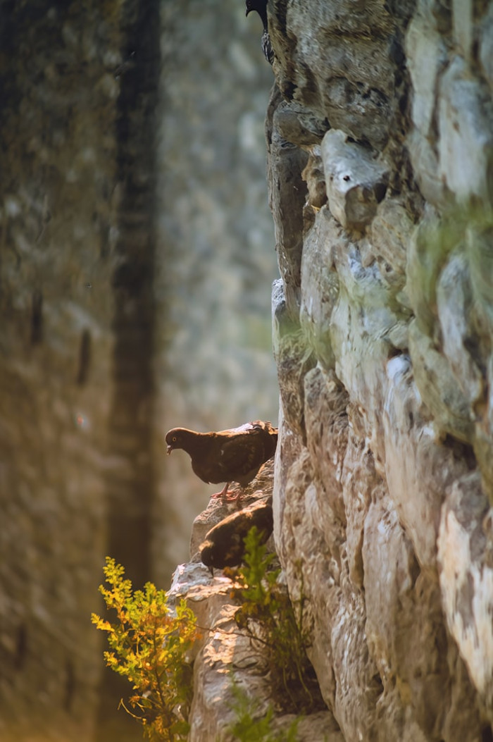 How Scientists Measure Bird Age