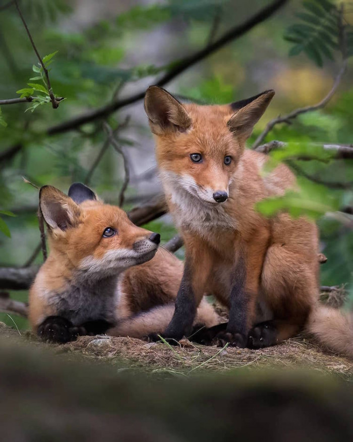 31. Foxes in love