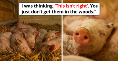 Pregnant Pig Matilda Flees The Farm To Give Birth In The Woods, Now Goes Viral Online