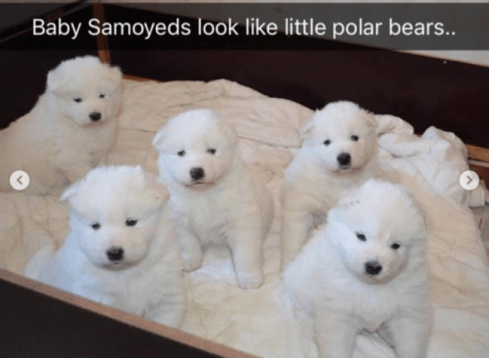 5. They really do look like little polar bear babies:
