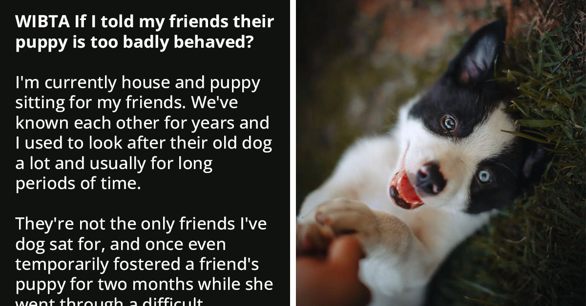 Friends Ask Redditor To House And Puppy Sit For Them But Fail To Mention The Puppy Isn't Trained At All