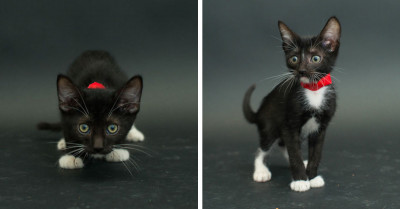 Photographer Creates Wonderful Portraits Of Black Shelter Cats To Help Them Get Adopted