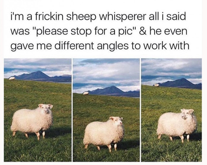 6. When the sheep gives you different angles to work with