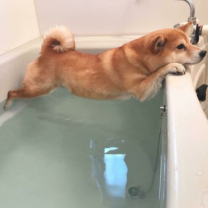 "Doggo No Want Bath"