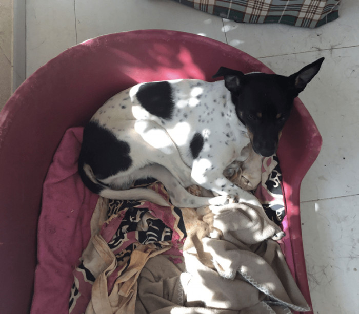 13. No amount of money can match the experience of having such grateful furballs.