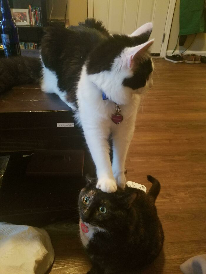 "What's On My Head?"