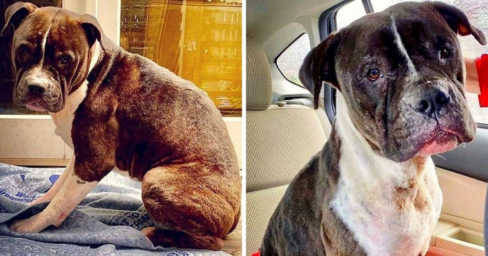 When Bubby was taken out of the dog fighting ring, he was in a terrible state. His body was severely bruised and with wounds everywhere.