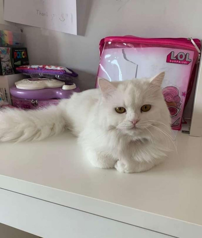 Here's a picture of the lovely feline.