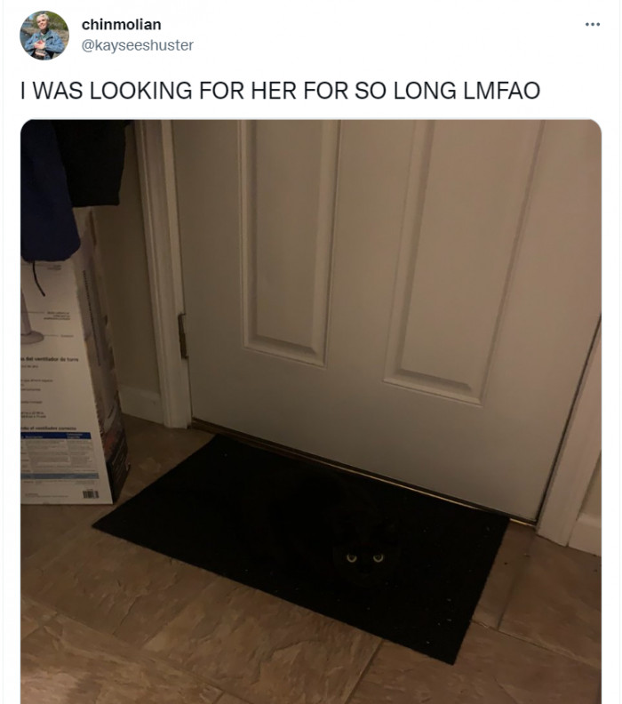 39. Master of camouflage