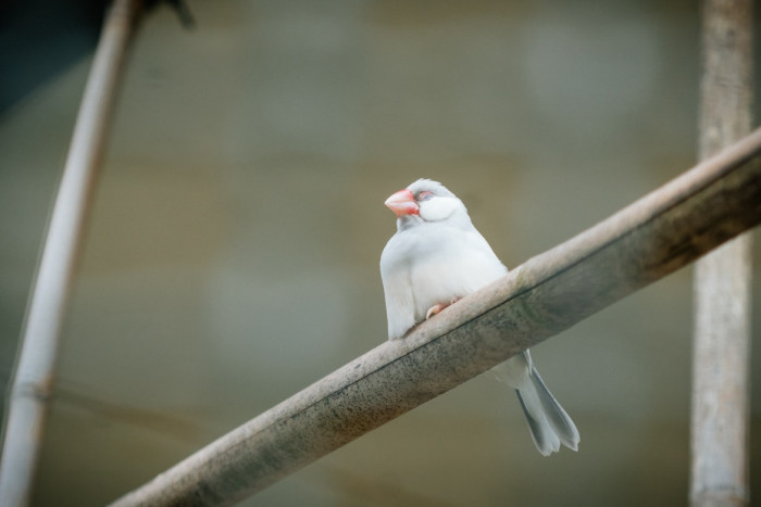 Can Birds Sleep While Flying?