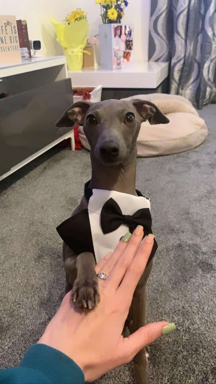 Arlo even wore a tuxedo to help Mill propose to his girlfriend.“ He has changed our life in so many ways,” Mill said. “He makes us feel complete happiness when we come home after a long day at work.”
