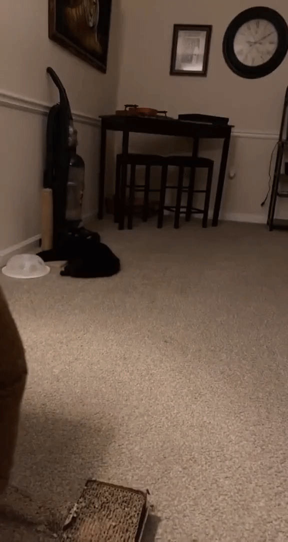 Here's the Infamous Cat Video