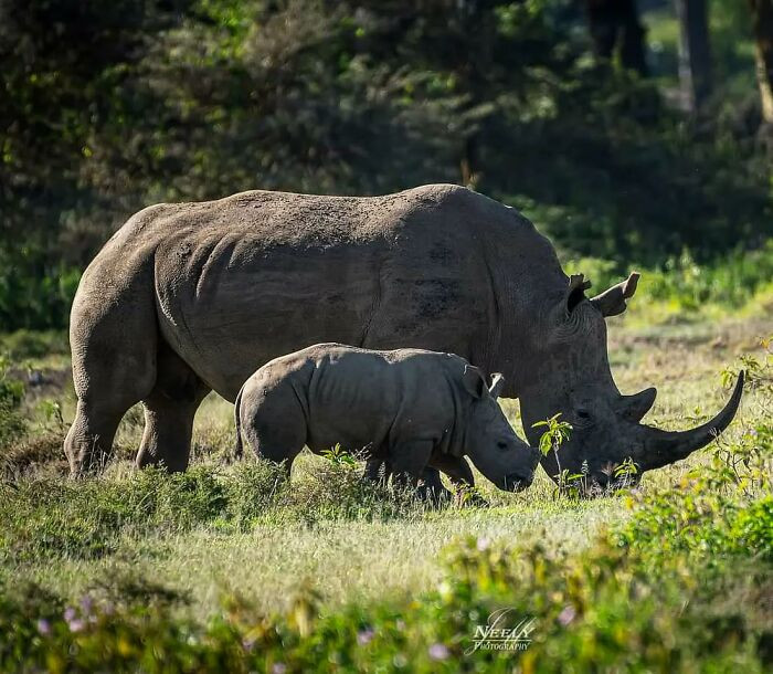 "A baby rhino weighs 80 lbs at birth and stays with its mother for 3.5 years."