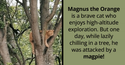 Cat vs. Bird - This Cat Got More Than He Bargained For When He Got Into A Fight With A Nasty Magpie