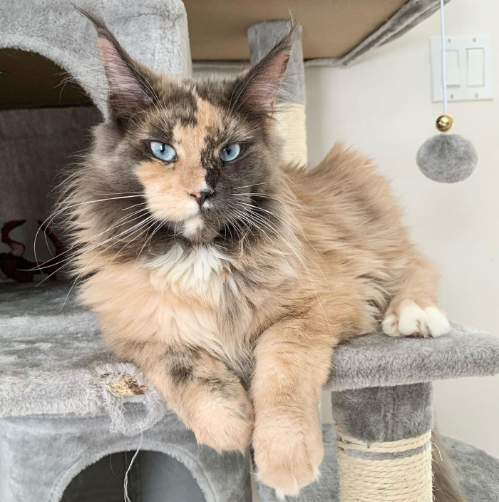Silver shaded Maine Coons