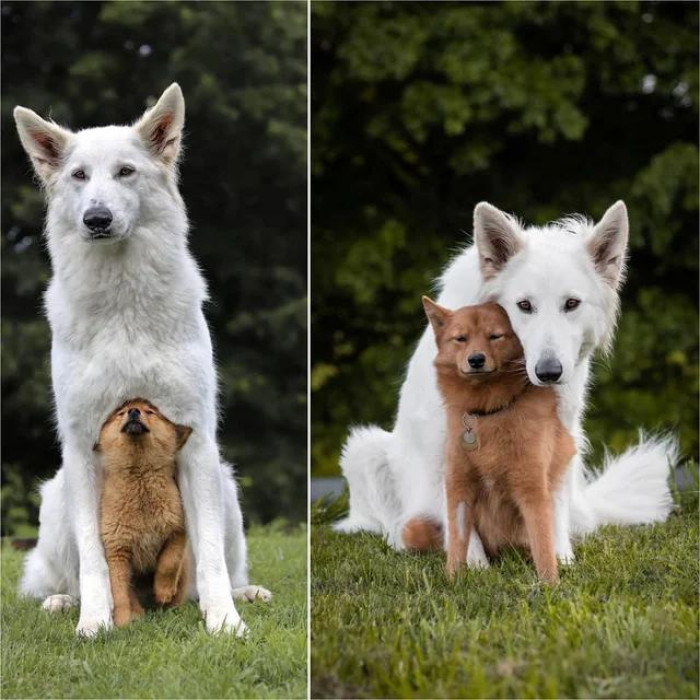 21. "Pupper Grows from 8 Weeks to Nearly a Year."