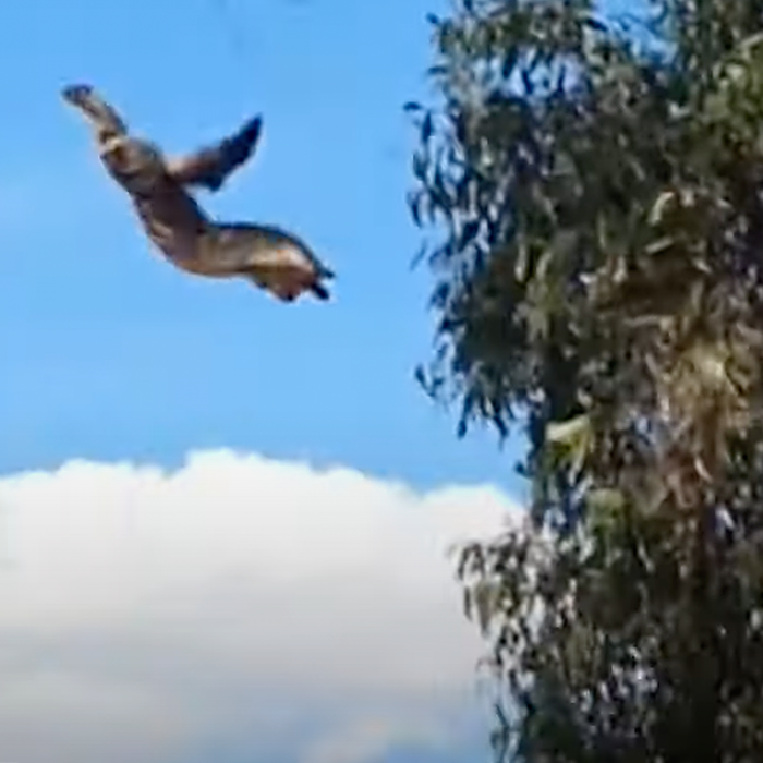 Looks like the kitten is testing out its flying squirrel skills