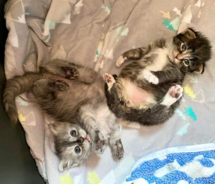 These two kittens are inseparable