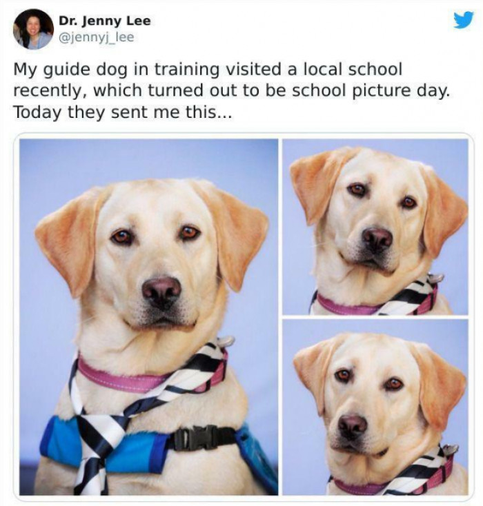 17. Look at how photogenic this doggo is!