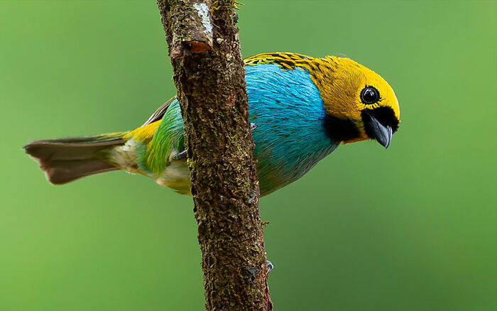 Gilt-Edged Tanager