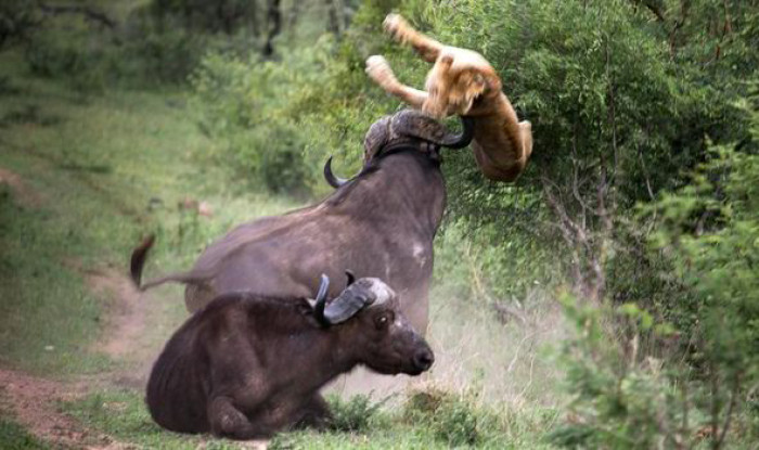 The buffalo engaged in a daring rescue mission after the lion attacked a member of his herd