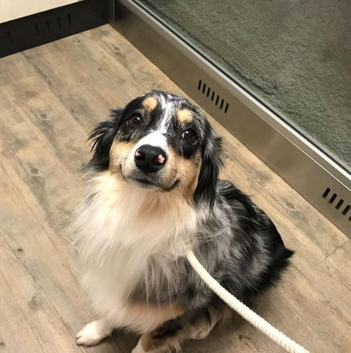 1. "This is Scout, and she likes the elevator because it means going for a walk."