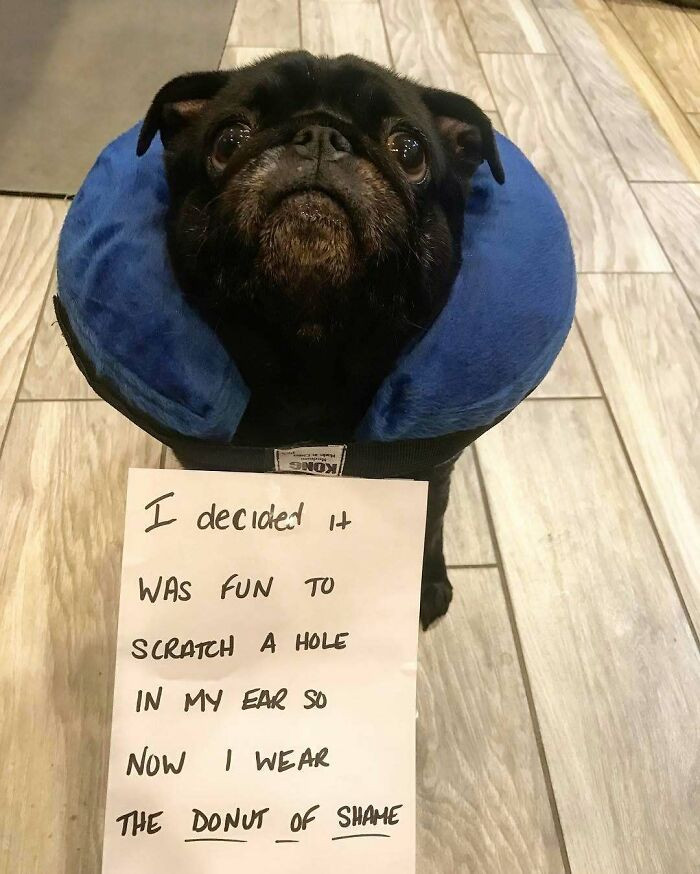 "Dog Shaming"