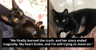 The Quest For Lost Black Cat Named Glory Triggers Surprising Reunion And Adoptions Of Resembling Black Cats