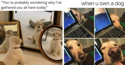 15+ Of The Silliest Dog Memes To Hit The Internet Lately