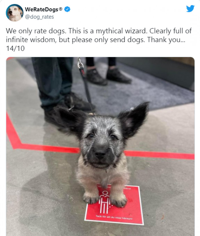 10. This dog has definitely cast a spell on us, and we're under his cute reign