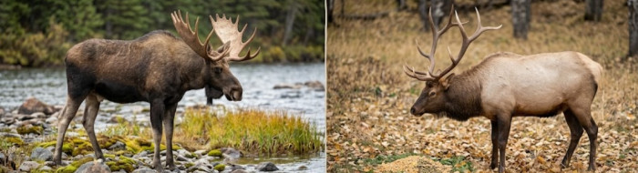 Seven differences between moose and elk