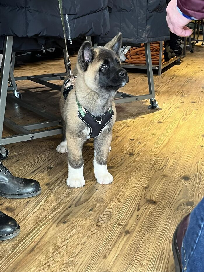 10. Almost Cried When I Met This Adorable 11 Week Old Akita Pup Today! He Was So Friendly & Soft!