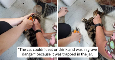 Cat Ends Up With Her Head Stuck In A Jar For Three Days Before Being Rescued