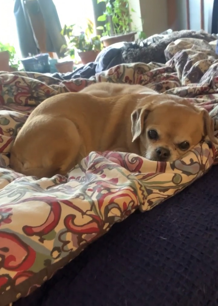 OP obliged and gave a photo of her dog Molly: