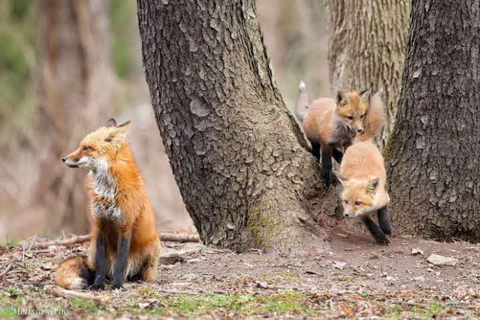 Groo watched the baby foxes become more and more adventurous