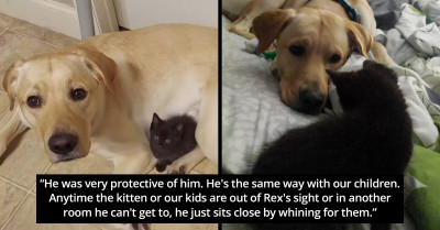 Adorable Dog Hoards His New Black Kitten Because He Doesn't Want To Share Play Time