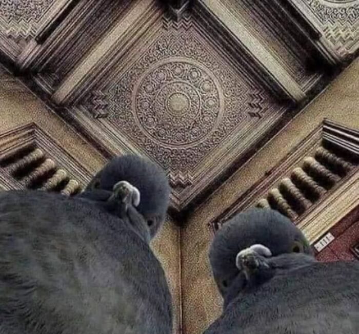 42. Goodfeathers pigeons.