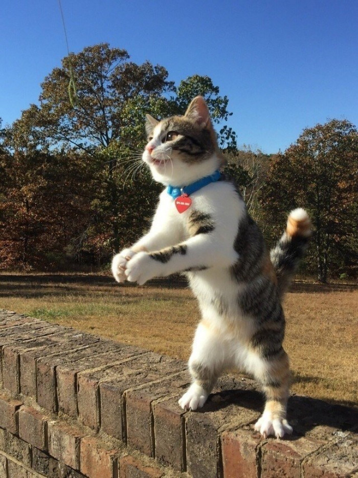 4. Yay! It's meal time, and I am super duper happy